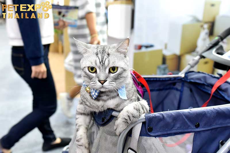 2024年泰國曼谷國際寵物用品及服務(wù)展覽會：寵物愛好者的年度盛會