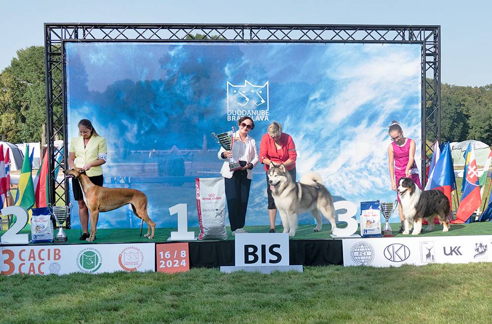 2024年斯洛伐克尼特拉国际狗展览会展示了各种优秀犬种的独特魅力