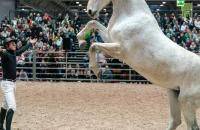 德国马术展Equestrian Fair - Show - Expo - Sport