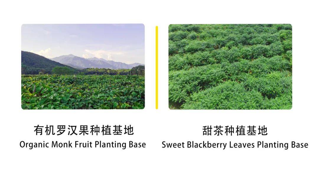 展會邀請丨綠蔓生物邀您共赴IFT2025美國國際食品科技展覽會 展會邀請丨綠蔓生物邀您共赴IFT2025美國國際食品科技展覽會