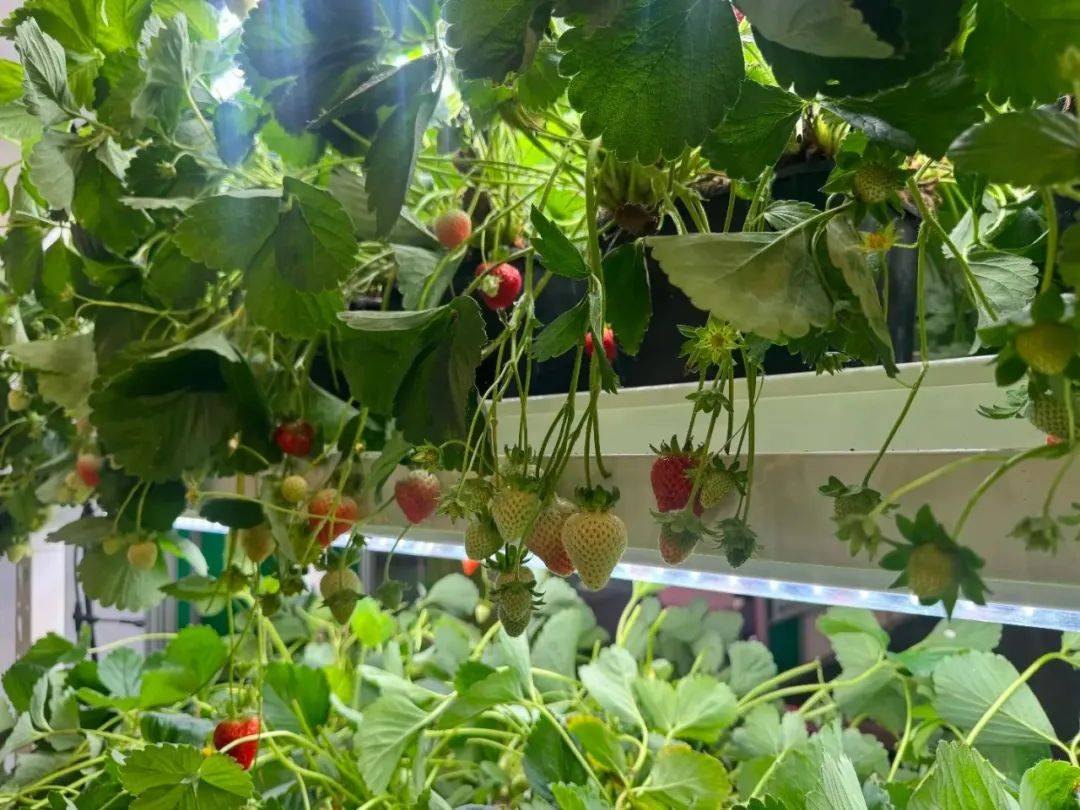 6月10日-12日，四維生態(tài)與您相約2025年荷蘭阿姆斯特丹國際園藝展（GreenTech）