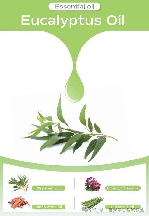 吉安中香植物精油誠邀蒞臨 2025 年馬來西亞CPHI展覽會 —— 共探天然植物提取物合作新機遇 吉安中香植物精油誠邀蒞臨 2025 年馬來西亞CPHI展覽會 —— 共探天然植物提取物合作新機遇