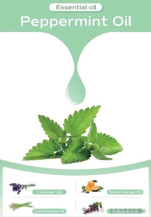 吉安中香植物精油誠邀蒞臨 2025 年馬來西亞CPHI展覽會 —— 共探天然植物提取物合作新機遇 吉安中香植物精油誠邀蒞臨 2025 年馬來西亞CPHI展覽會 —— 共探天然植物提取物合作新機遇