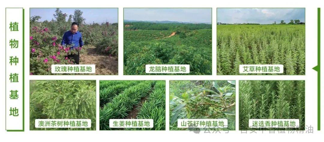 香飘南洋,载誉而归!吉安市中香天然植物有限公司闪耀2025年马来西亚颁笔贬滨展会 香飘南洋,载誉而归!吉安市中香天然植物有限公司闪耀2025年马来西亚颁笔贬滨展会