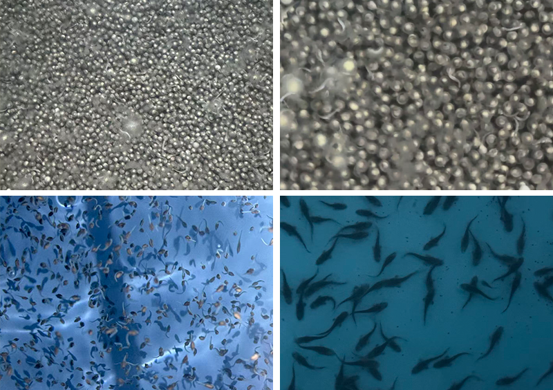深入越南鲟鱼市场,鲟鳇科技亚洲布局再落一子 | 2025年越南渔业展纪实 深入越南鲟鱼市场,鲟鳇科技亚洲布局再落一子 | 2025年越南渔业展纪实